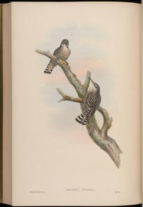 Salpornis spilonotus de John Gould